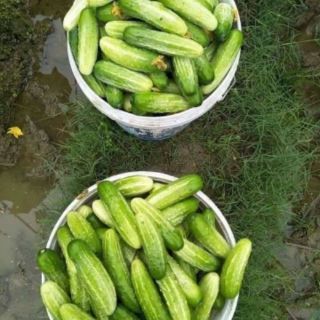 Hạt giống dưa nếp .giongcaynhap