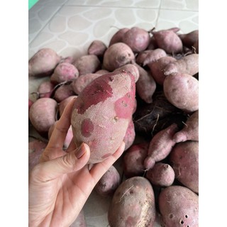 [Chỉ Giao HCM] - Khoai lang tím 1kg
