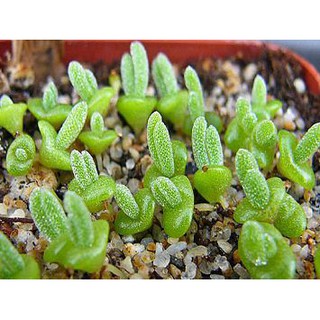 Hạt Giống Cây Tai Thỏ - 20 hạt