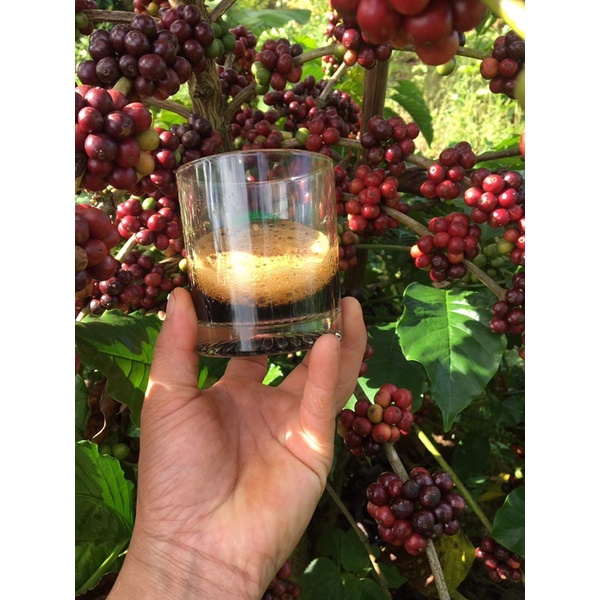 (Siêu Vocher) Cà phê Robusta vụ mùa mới - Rang mộc đậm đà chuẩn vị pha phin pha máy | BigBuy360 - bigbuy360.vn