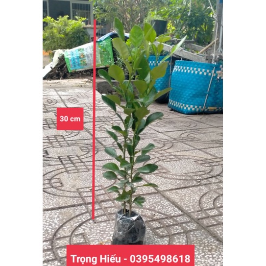 Combo 3 Cây Chúc An Giang- Chanh Thái lá số 8- Cao 30-40cm