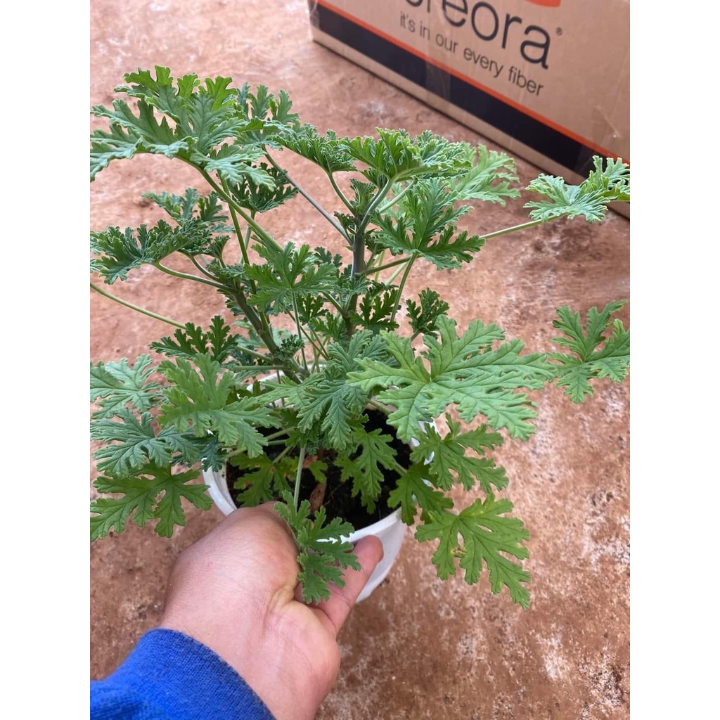 Chậu phong lữ hoa hồng có hương thơm đuổi muỗi hiệu quả - Rose scented Geraniums