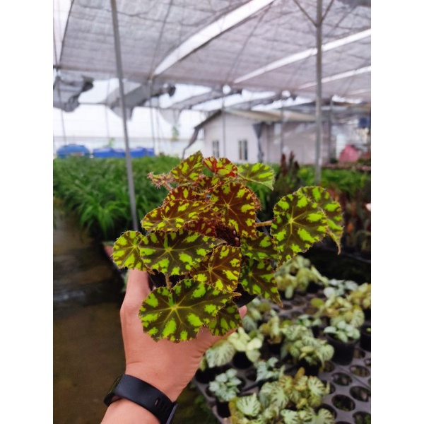 Chậu cứng sắc vàng cá tính