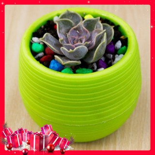 Chậu Nhựa Mini Chuyên Dùng Trồng Sen Đá - Sương Rồng Có Đáy Trữ Nước Siêu Đáng Yêu