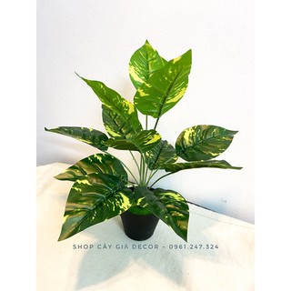 cây lá đốm 30/40cm decor