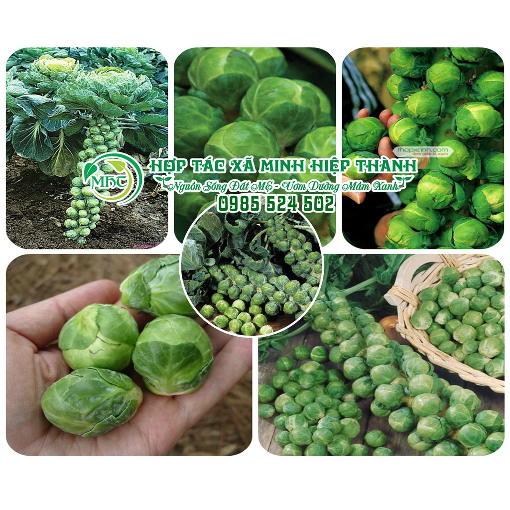 Hạt giống bắp cải tí hon