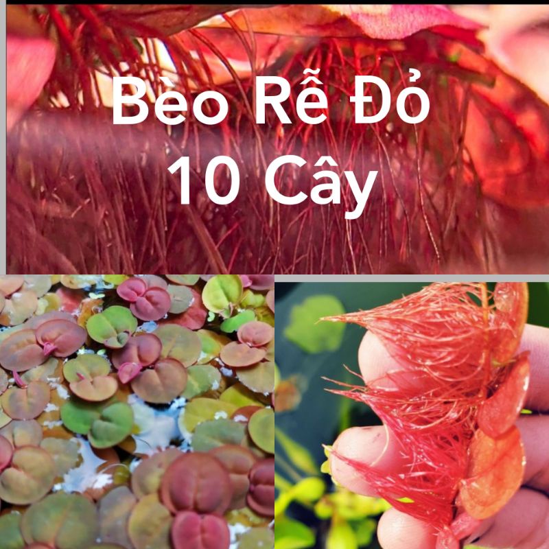 Hoa Nhựa Trang Trí Hồ Cá Cảnh - Nga Guppy 0916 007 137