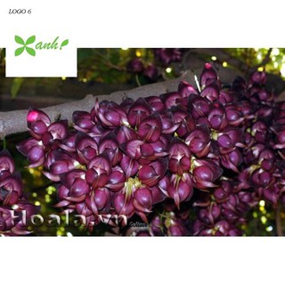 Hoa leo Huyết long 10 hạt