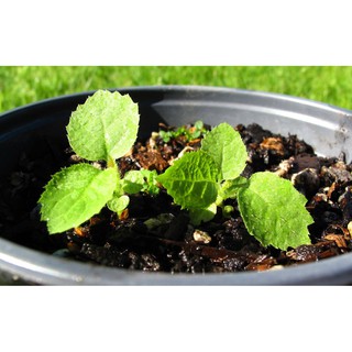 60H - HẠT GIỐNG CÂY KIWI