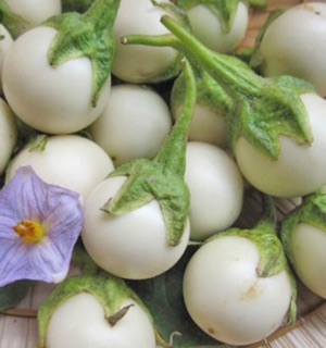 Hạt giống Cà pháo trắng - Cà muối