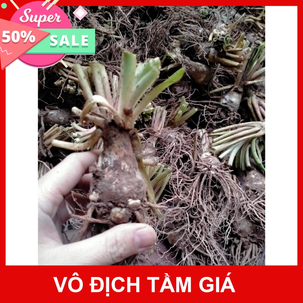 Free Ship Củ hoa huệ ta màu trắng, cánh kép, nở quanh năm, múi hương rất thơm,củ thật ảnh cuối Hạt Giống Ba Miền