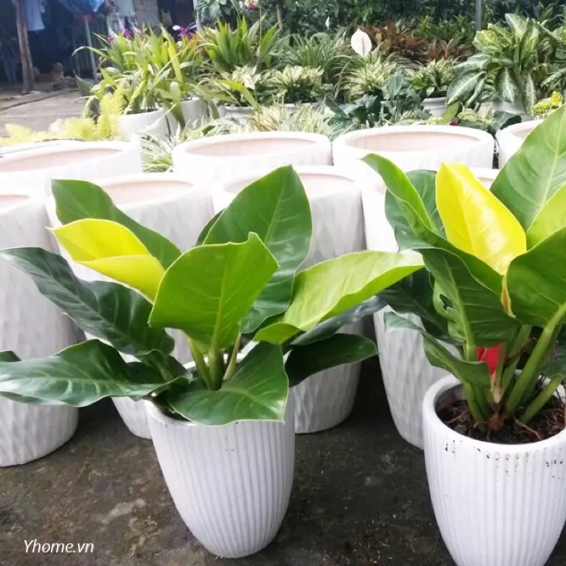 Trầu Bà Đế Vương Đỏ , Xanh và Vàng