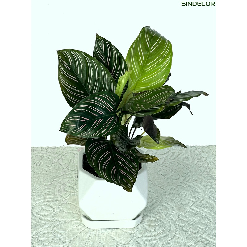 Cây đuôi công xanh sọc tím Calathea Bella để bàn kèm chậu gốm tráng men, giao hoả tốc HCM - Sindecor