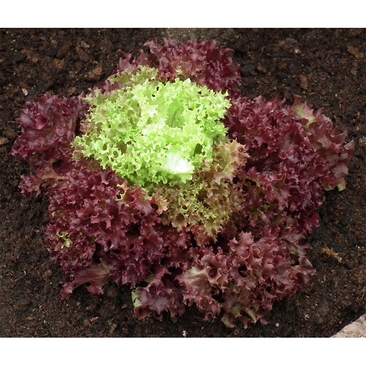 Hạt giống xà lách XOĂN TÍM F1