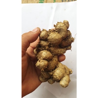 củ ngãi đen to tươi 1kg