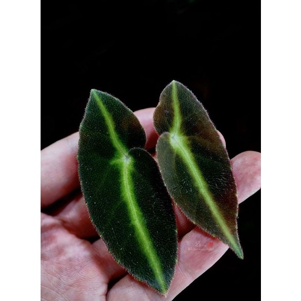 Chậu cứng Begonia Listada