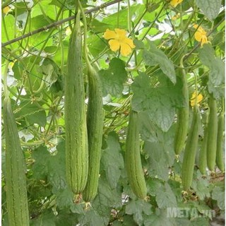 Hạt Giống Mướp Hương Thái Lan - 10 hạt