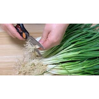 [ Deal 3K ] - 200 hạt giống Hành lá ( Hạt giống Thanh Tâm )