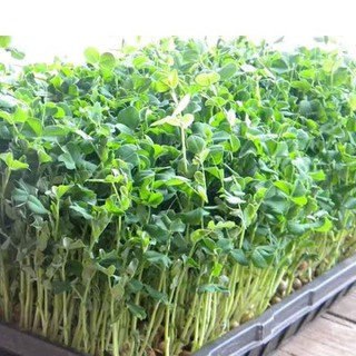 Hạt giống mầm đậu Hà Lan Phú Nông 50 gr