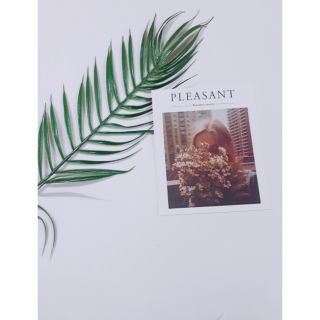 phụ kiện chụp ảnh flatlay lá cây