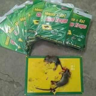 Keo dính chuột nha
