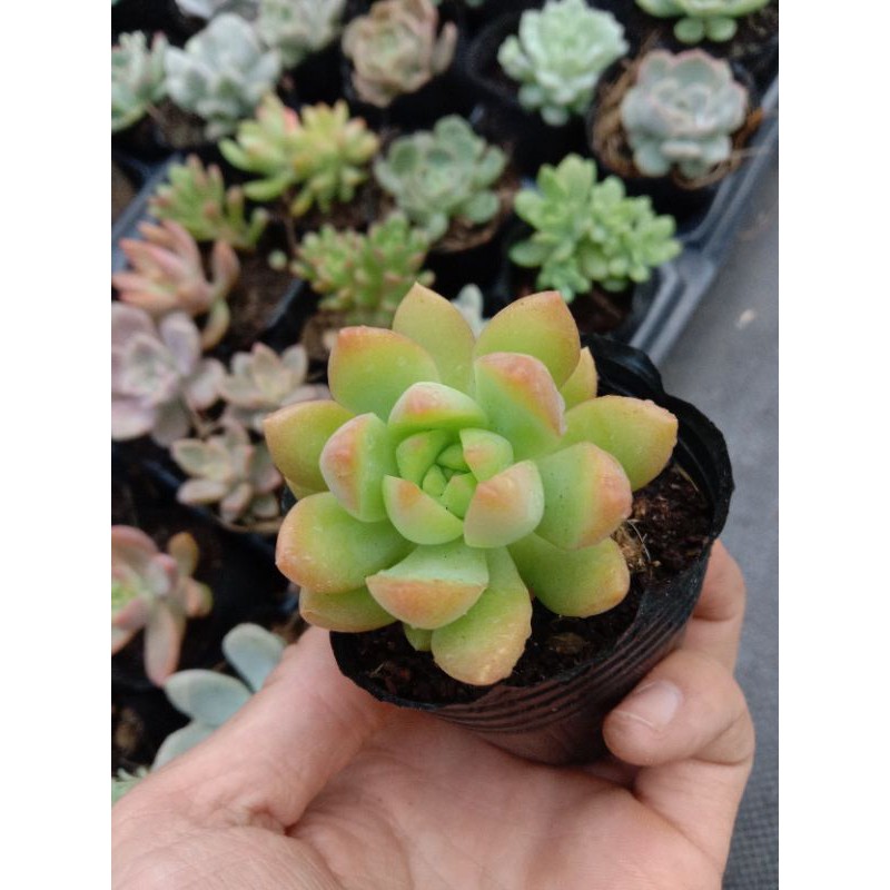 MỘT CHIẾC SEN ĐÁ ORANGE CHO CUỘC ĐỜI BẠN THÊM MÀU SẮC 🌈🌈 size mini 8x8 cm thuần khí hậu sức sống cao đẹp như chủ shop 😌