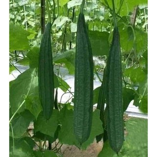 Hạt giống mướp khía