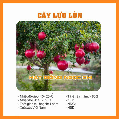 Hạt Giống Cây Lựu Lùn - 10 Hạt