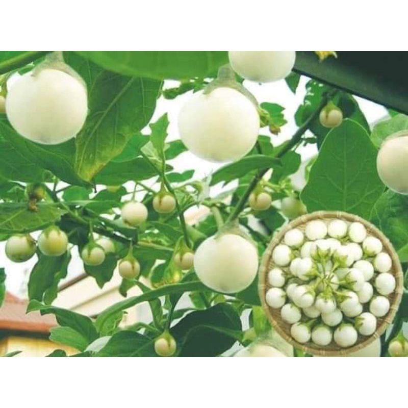 Hạt giống cà pháo trắng siêu quả Trang Nông gói 1gr
