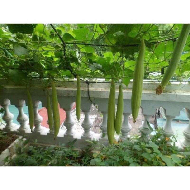 Giảm giá- Hạt Giống Mướp Hương Cao Sản F1, Siêu Sai Quả,sẵn kho