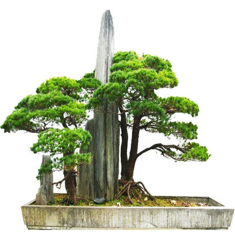 Hạt giống thông Osaka Thông ngũ kim Nasu Thông ngũ kim Các loại Hạt thông giá cực rẻ và tỷ lệ nảy mầm siêu cao 98% 10h