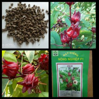 Gói 20 hạt giống atiso đỏ