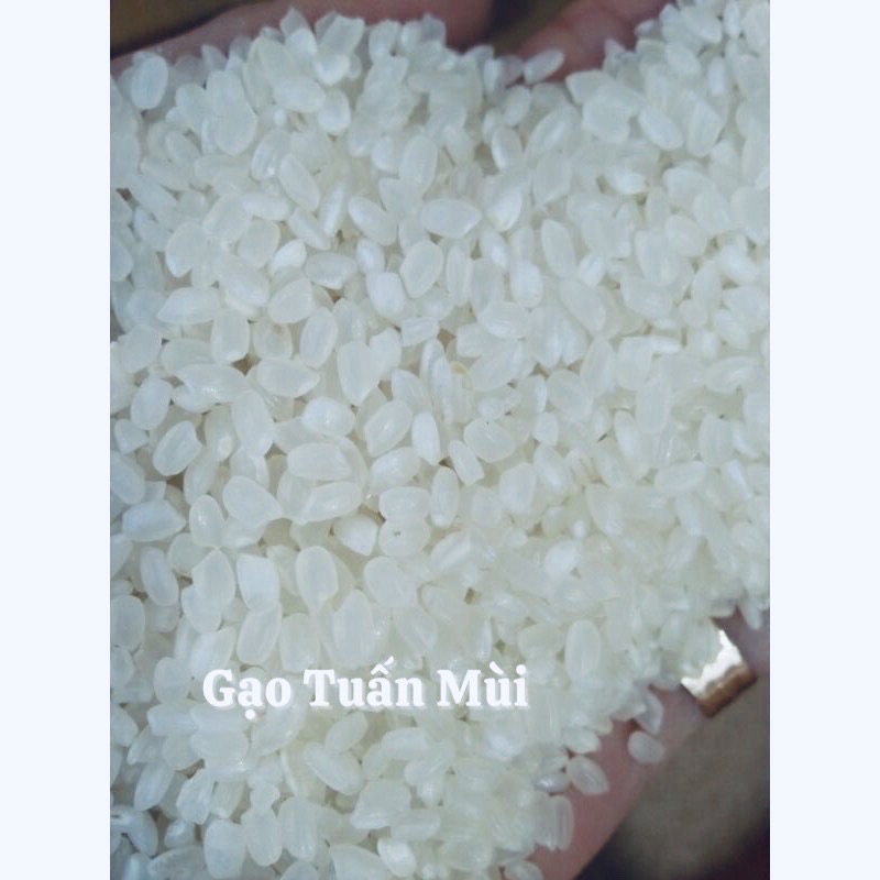 Gạo Nhật Hạt Tròn 10 ký Gạo làm SUSHI