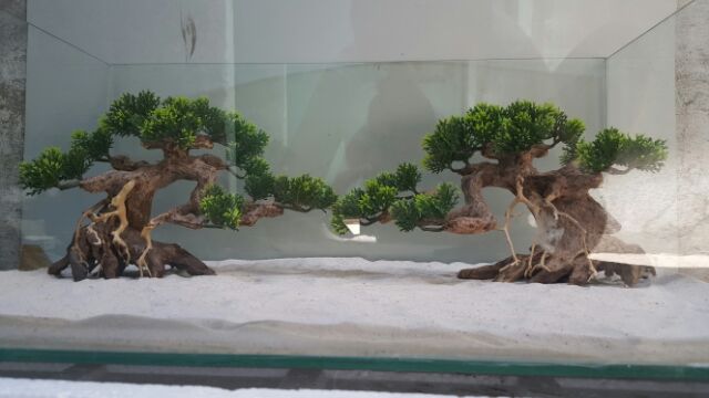 Lũa Bonsai Tùng hồ cá- ngan 25 cm,cao 17 cm