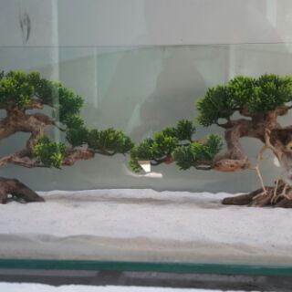 Lũa Bonsai Tùng hồ cá nhiều size.