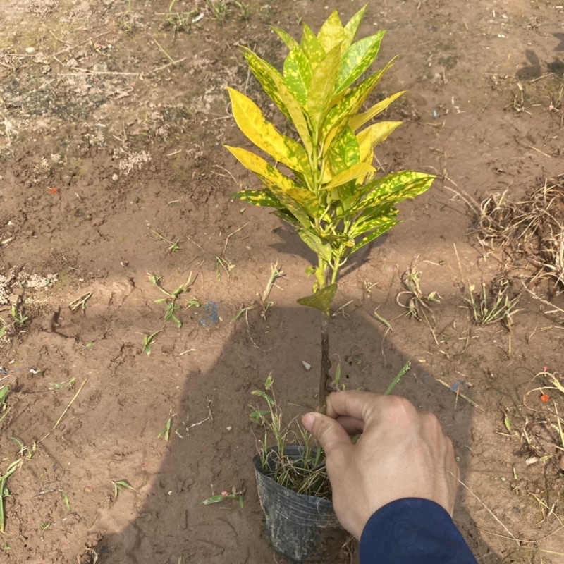 Cây vàng anh  trồng bịch đen cao 20-25cm thích hợp trồng ban công sân vườn , hàng rào lối đi