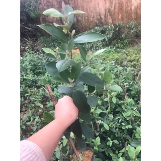 cây sim rừng đang hoa cao 50cm