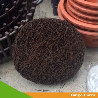 Dớn đĩa tròn trồng lan (đường kính khoảng 20cm)