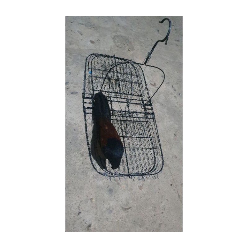 Mẹt Treo Bìm Bịp, Quốc Chuyên Đánh Mồi Nhái