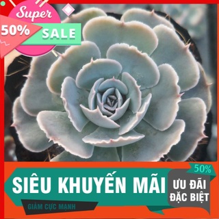 Sen bắp cải mới