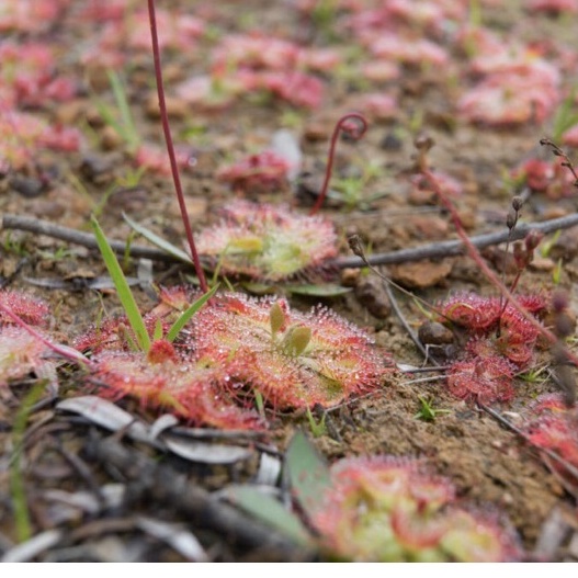 Hạt giống cây bắt mồi ăn thịt gọng vó đồng tiền bèo đất Drosera Burmannii  I Ba Tri Nhỏ I BTN01
