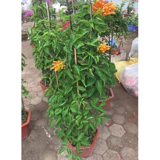 Thiên lí pháo- hoa chùm ớt cây leo-vườn của boss