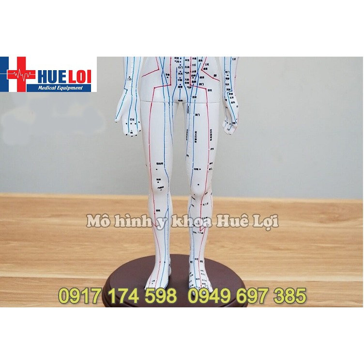 Mô hình huyệt vị người - mô hình châm cứu - mô hình kinh lạc