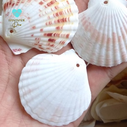 Combo 10 vỏ  Điệp trang trí tiểu cảnh làm đồ handmade, chụp ảnh mỹ phẩm, chụp ảnh trang sức, trang trí phong cách biển