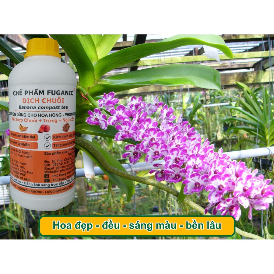 Dịch chuối trứng gà ngũ cốc Fuganic chuyên dưỡng cây, kích hoa, xanh dày lá
