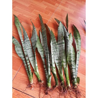 Combo 30 cây lưỡi hổ xanh đẹp