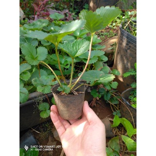 Cây dâu tây chịu nhiệt