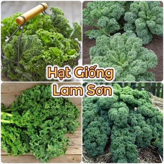 HẠT GIỐNG CẢI XOĂN KALE XANH, ĐỎ TÍM - Loại Rau Có Nhiều Công Dụng Tuyệt Vời.