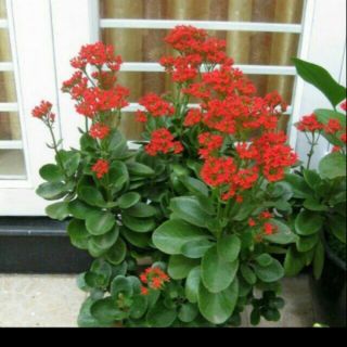 cây giông sống đời đỏ h2