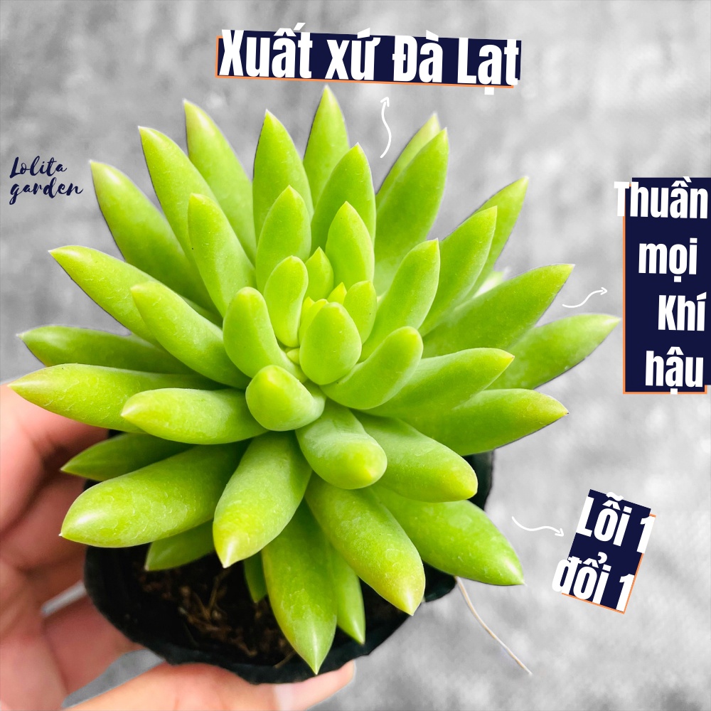Sen đá chuỗi ngọc đứng xanh Đà Lạt size bé cây cảnh trang trí nhà cửa Lolita garden